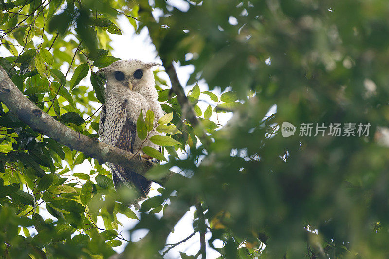 夜行鸟:亚成体斑点腹鹰鸮，也被称为森林鹰鸮(Bubo nipalensis)。